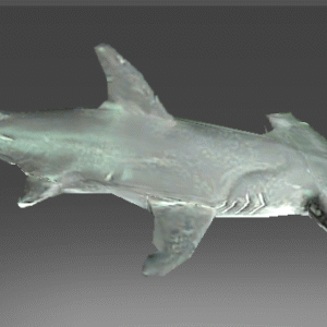 Auspicioso Recluse Reef Denizen